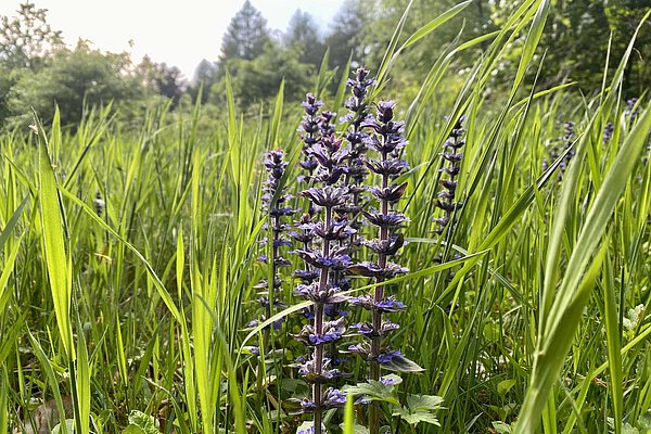 Botanische Führung lud zum Entdecken ein